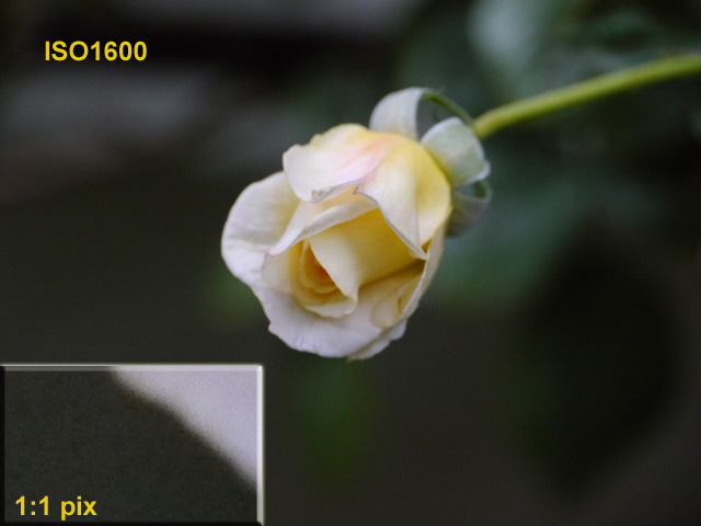 ISO1600s.jpg