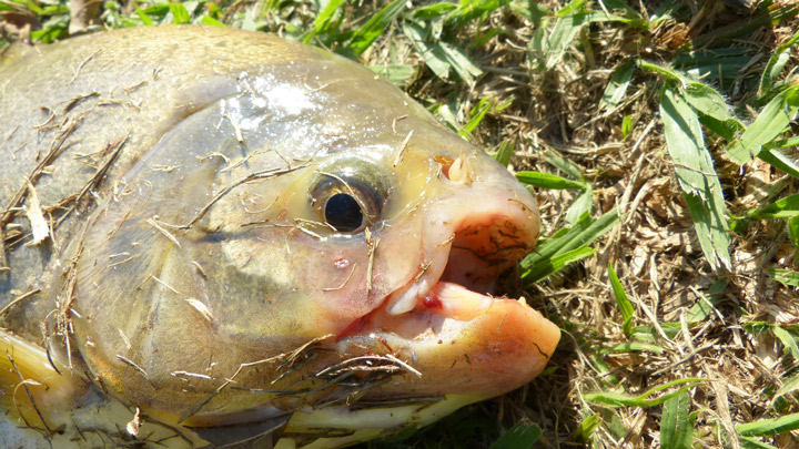 Mouth_Pacu.jpg