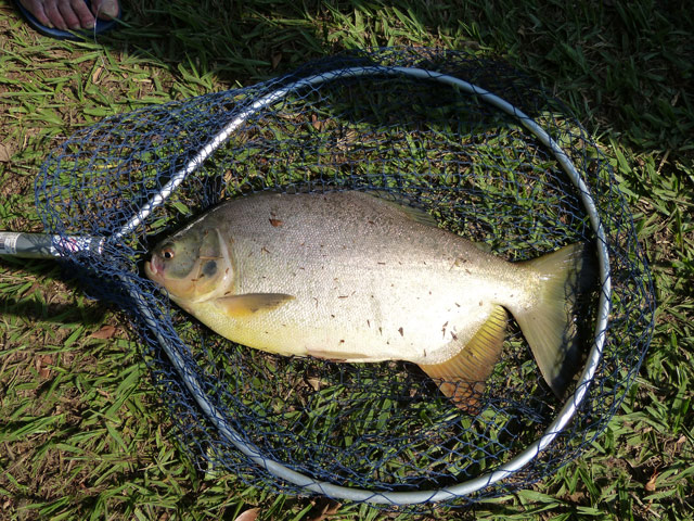 Pacu.jpg