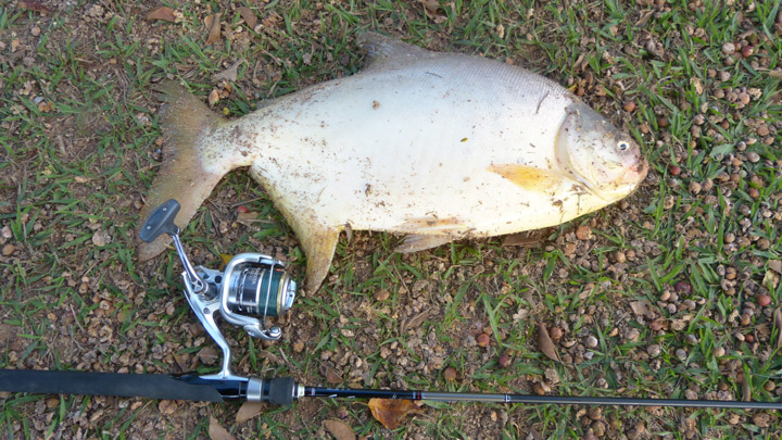 Pacu.jpg