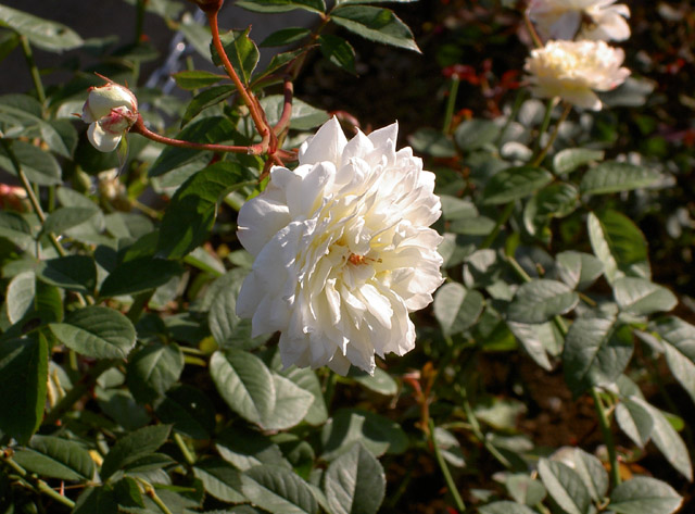 PICT2735.JPG
