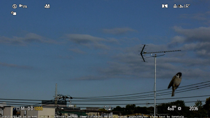 z20101103_081954_Tokyo1_HD_061s.jpg
